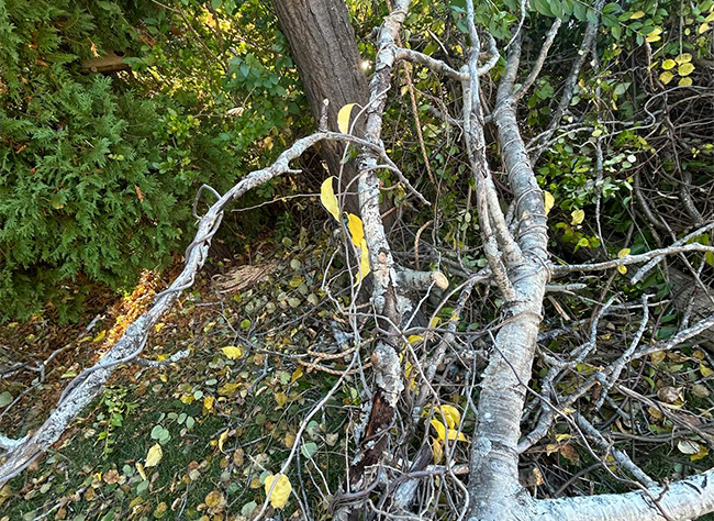 #